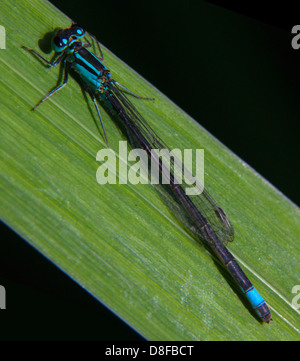 Blue damsel Fly on green Reed, Cheshire , Inghilterra , Regno Unito Foto Stock