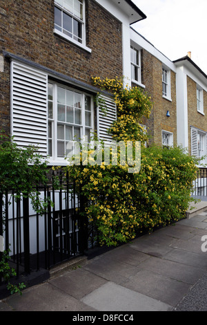 Proprietà in Bloomfield Terrace fuori di Pimlico Road, una tranquilla ed elegante zona vicino a Sloane Square area di Londra. Foto Stock