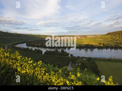 Germania Baden-Wuerttemberg; vista Mundelsheim, Fiume Neckar, vigneti terrazzati, villaggio Foto Stock