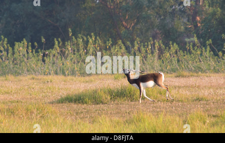 Adulto maschio nero Buck (antilope Antilope cervicapra) nel Black Buck Area di Conservazione, Khairapur, vicino Gulariya, Nepal Foto Stock