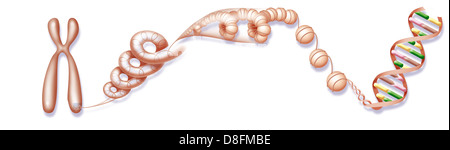 COMPATTAZIONE DEL DNA Foto Stock