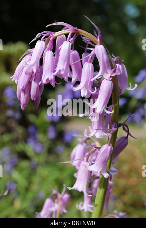 Rosa Bluebells spagnolo Hyacinthoides hispanica Foto Stock