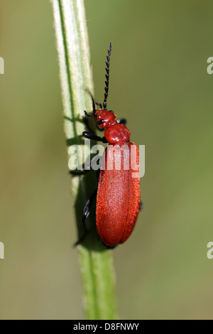 Red-headed Cardinale Beetle Pyrochroa serraticornis Foto Stock
