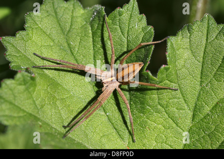 Vivaio-web spider Pisaura mirabilis Foto Stock