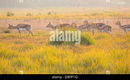 Buck nero antilopi (Antilope cervicapra) nel Black Buck Area di Conservazione, Khairapur, vicino Gulariya, Nepal Foto Stock