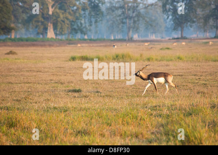 Adulto maschio nero Buck (antilope Antilope cervicapra) nel Black Buck Area di Conservazione, Khairapur, vicino Gulariya, Nepal Foto Stock