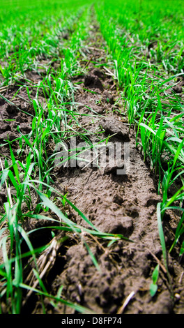 campo di frumento Foto Stock