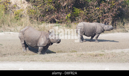 Adulto e bambino maggiore di un corno di rinoceronte, Rhinoceros unicornis, Bardia National Park, il Nepal Foto Stock