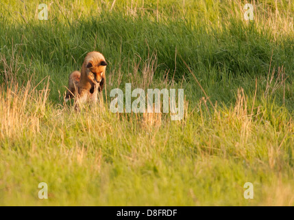 La Volpe rossa Vulpes vulpes campo di caccia arvicole Foto Stock