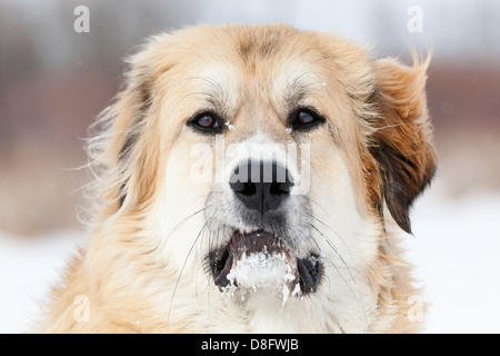 Cane con il pupazzo di neve il viso, Winnipeg, Manitoba, Canada Foto Stock