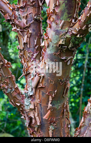 Acer Griseum Tree (Paperbark Maple) Foto Stock