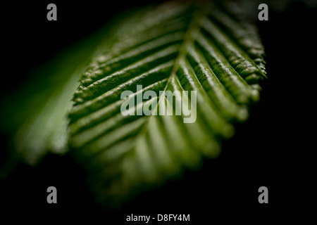 Close-up immagini generico di foglie sugli alberi, East Sussex, Regno Unito. Foto Stock