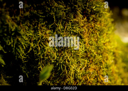 Generico natura Sfondo immagine: moss su radici di albero in un bosco del Sussex. Foto Stock