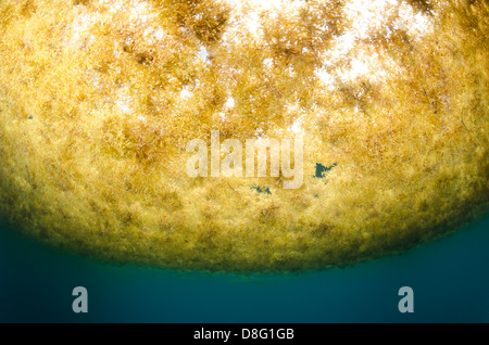 Sargassum dal di sotto vicino a Key Largo, Florida Foto Stock