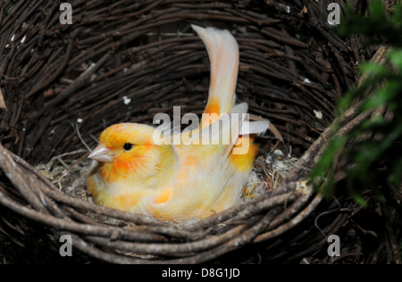 In canarie nel nido Foto Stock