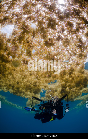 Un subacqueo nuota sotto sargassum nei pressi di Key Largo, Florida Foto Stock