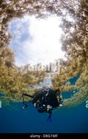 Un subacqueo nuota sotto sargassum nei pressi di Key Largo, Florida Foto Stock