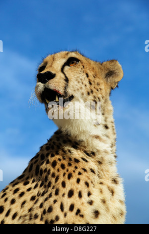 Ritratto di donna ghepardo (Acinonyx jubatus).Sud Africa Foto Stock