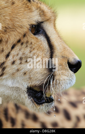 Ritratto di donna ghepardo (Acinonyx jubatus).Sud Africa Foto Stock