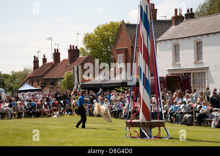 K9 display Dog team a Wellow durante la mayday festival Foto Stock