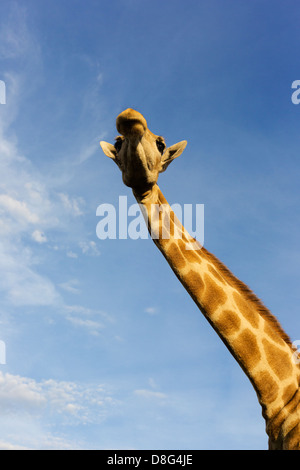 Vista dal basso di una giraffa meridionale (Giraffa camelopardalis giraffa).Sud Africa Foto Stock