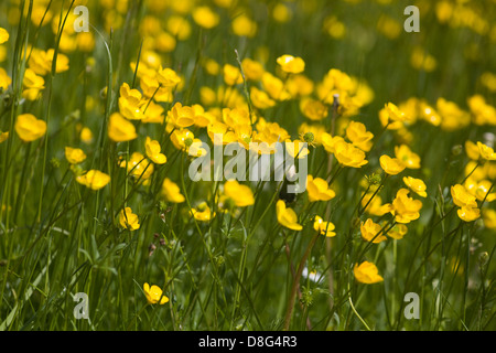 Prato pieno di Renoncules Ranunculus repens Ranuncolo strisciante Foto Stock