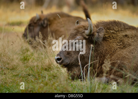 Bisonte europeo Foto Stock