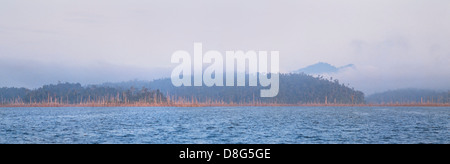 Lake Kenyir, Pahang Malaysia, foresta allagata di alberi Foto Stock