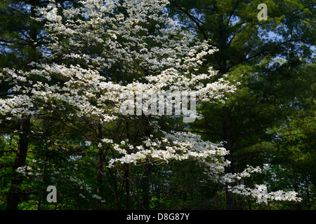 Fioritura sanguinello albero in una foresta di pini in humber college arboretum toronto Foto Stock