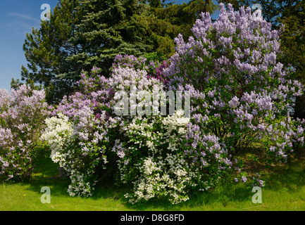 Naturalizzato comune cespugli di lilla accanto a fioritura di abeti in primavera a Toronto in Canada Foto Stock