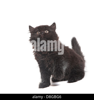 Nero gattini britannico Foto Stock