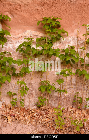 Poison Ivy crescente lungo una parete lungo il diavolo sporco fiume nel sud dello Utah. Foto Stock