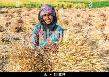 Le donne il taglio del frumento in Rajasthan, India Foto Stock