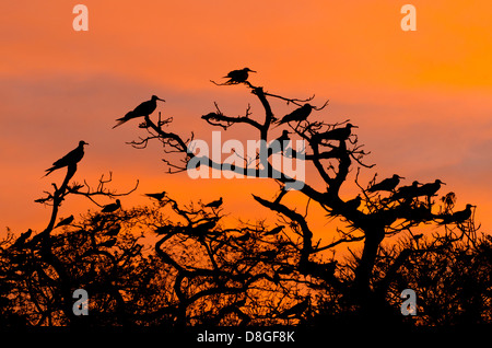 Magnifica Frigatebirds (Fregata magnificens) get shelter in rami di alberi mentre le luci di giorno cadono Foto Stock