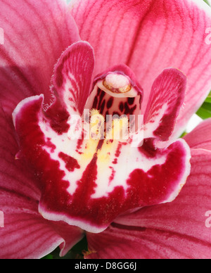 Orchidea Foto Stock