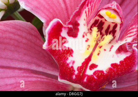 Orchidea Foto Stock