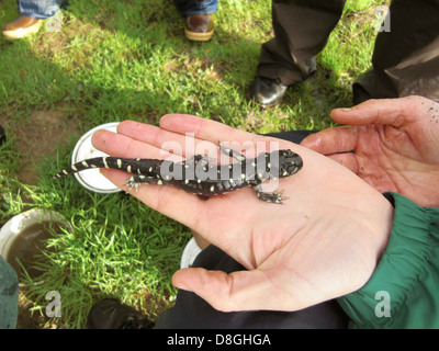 Ambystoma californiense california tiger salamander in mani. Foto Stock