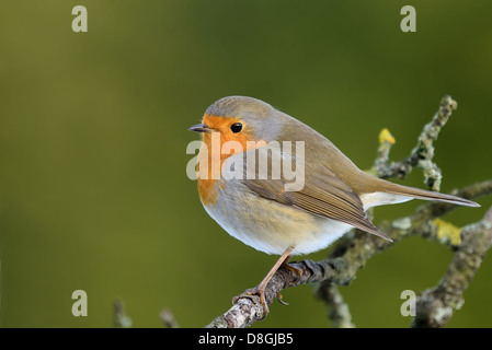 Pettirosso europeo Foto Stock
