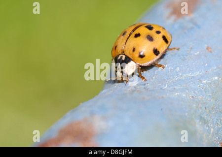 Lady Bug Foto Stock