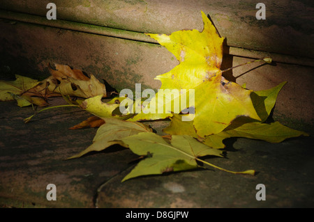 foglie di acero Foto Stock