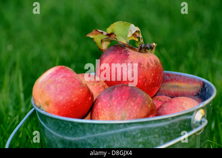 Il raccolto di mele Foto Stock
