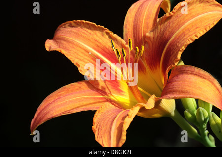 Daylily Foto Stock