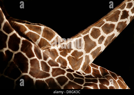 3 giraffe somalo Foto Stock