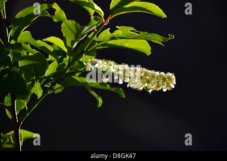 Western chokecherry in Bloom, Jarbidge River Canyon, Idaho.. Foto Stock
