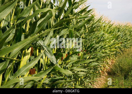 Fila di grano prima del raccolto blue sky summer day Foto Stock