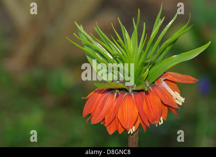 Fritillaria imperialis, Crown imperial Foto Stock