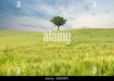 Un albero in un campo di mais con papaveri vicino a Pienza, Toscana, Italia Foto Stock