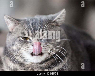 Gatto animale Foto Stock