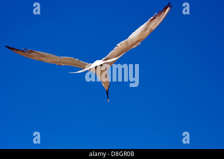 Flying Sandwich Tern Foto Stock