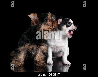 Un cucciolo di Yorkshire Terrier e un cucciolo di chihuahua su nero Foto Stock